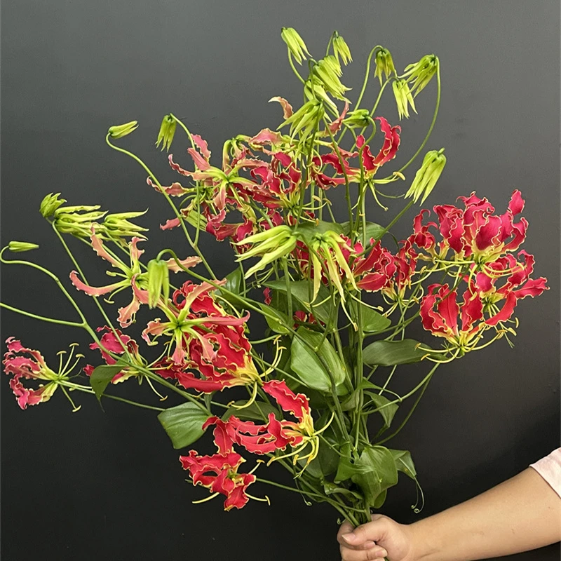 日本进口花材鲜花速递小众稀有花材new red新红色嘉兰鲜切花5支