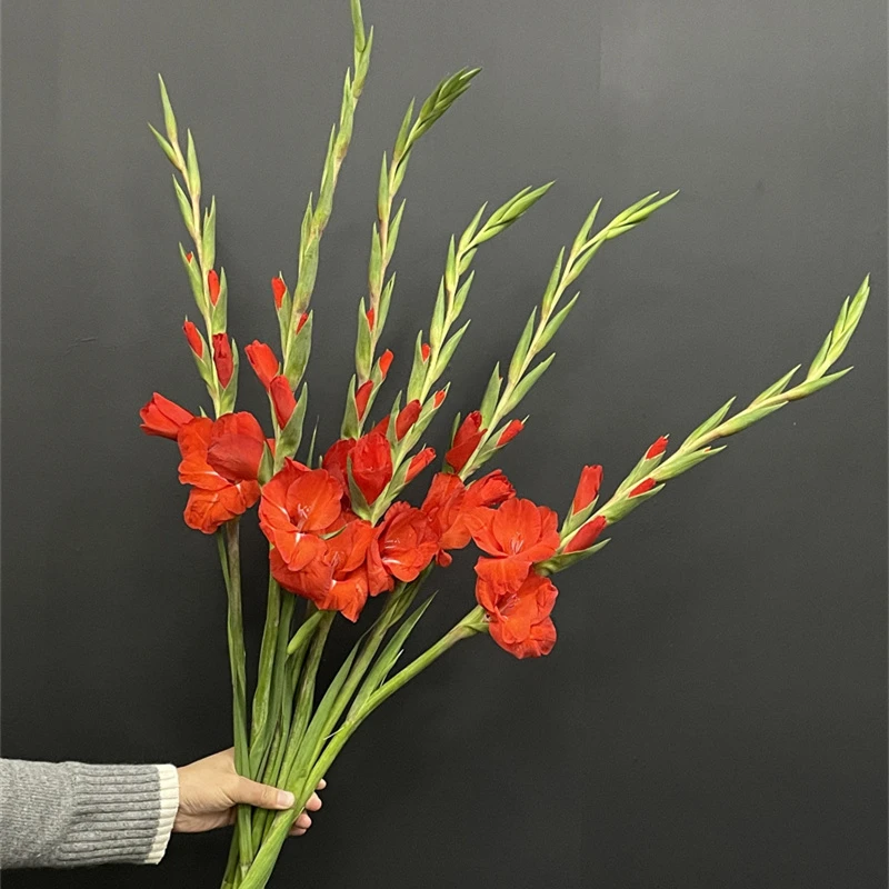 年宵花卉剑兰花精品鲜切花唐菖蒲剑兰鲜花步步高家庭插花6支花束