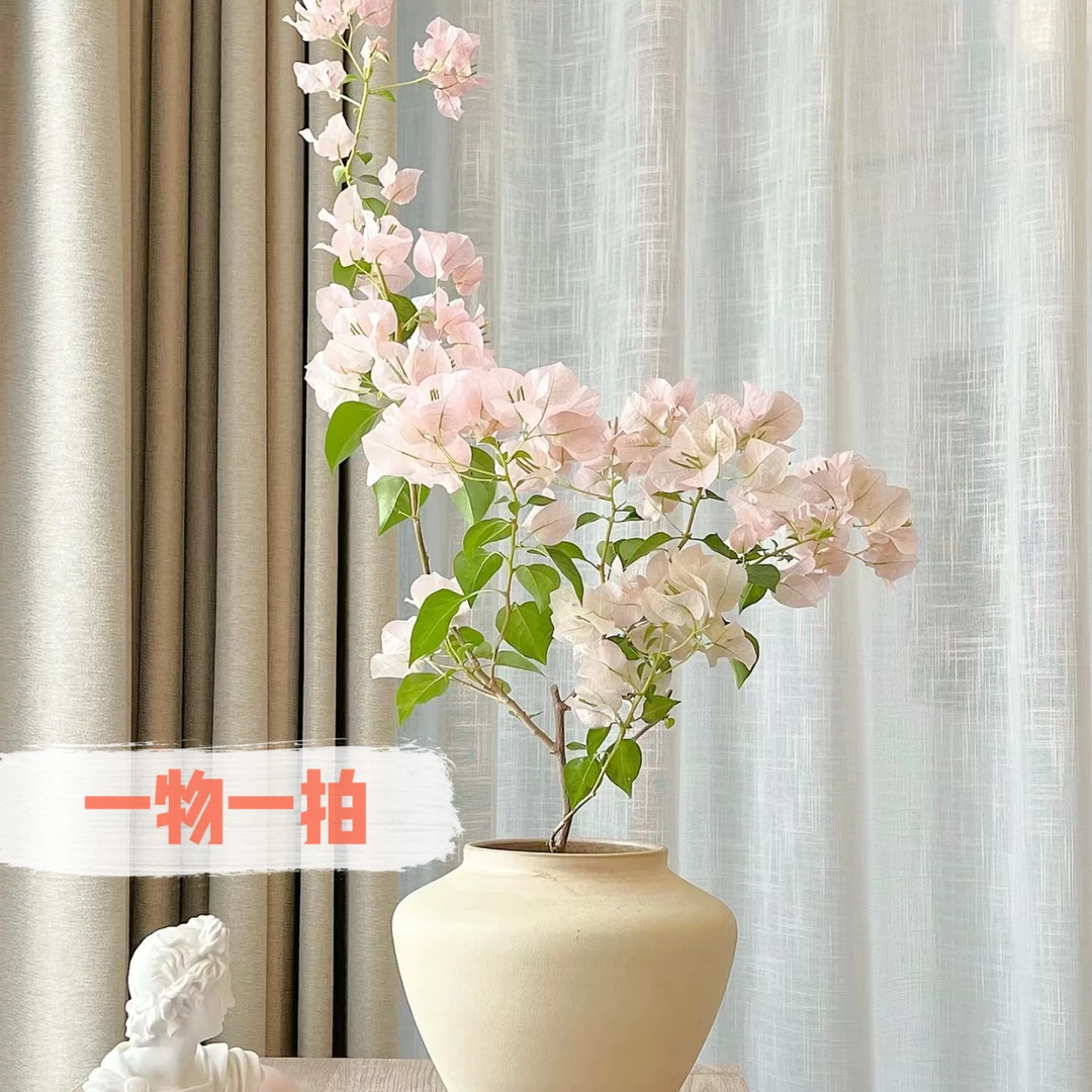 一物一拍·高飘三角梅庭院四季勤花