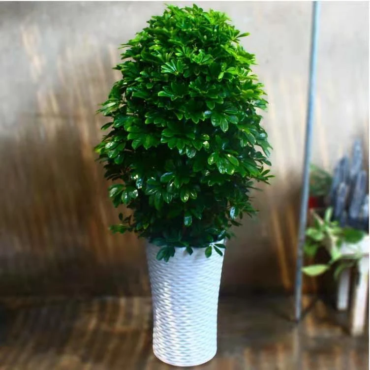 四季常青鸭脚木八方来财室内客厅阳台办公室特别好养活盆栽绿植