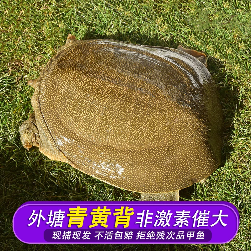 鲜活甲鱼野外放养生态老鳖外塘甲鱼水鱼活体团鱼青黄张暖暖