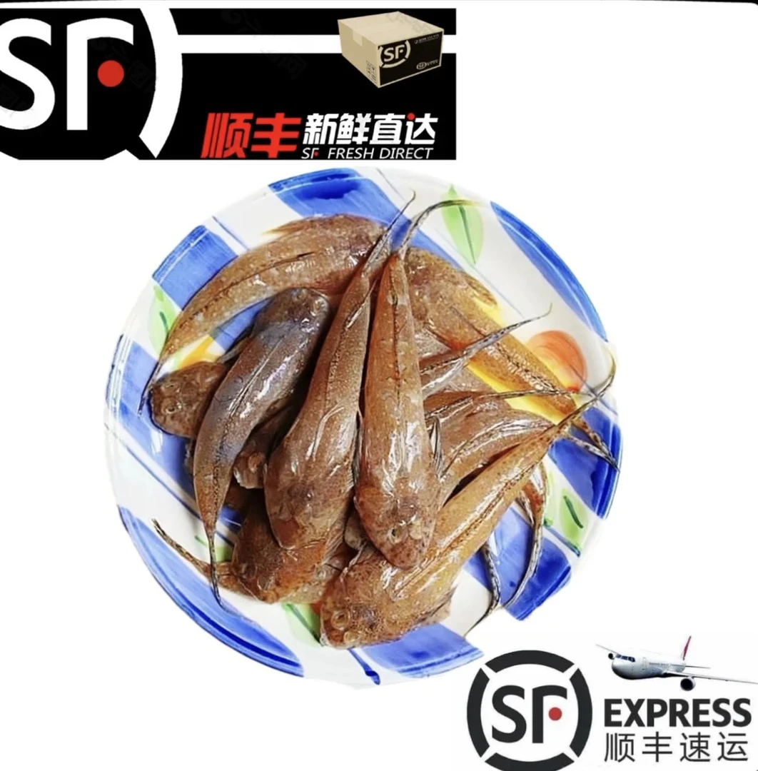 广东汕尾本港纯野生鸡腿鱼，箭头鱼