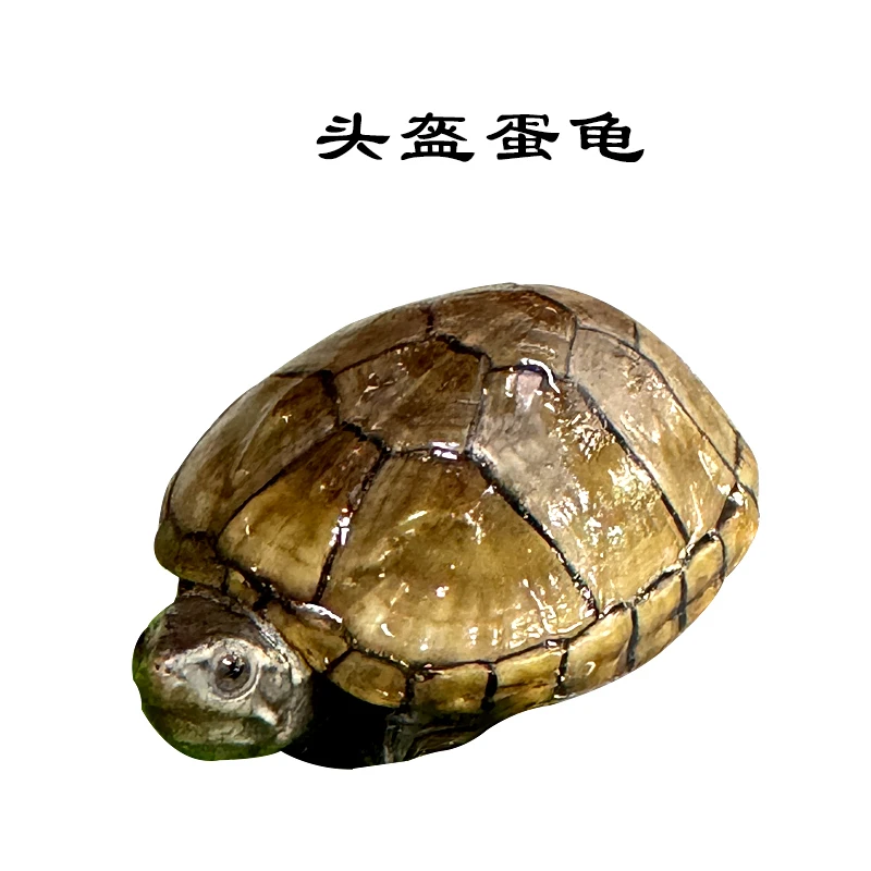 （直播链接）头盔蛋龟小型龟蛋龟屋顶龟观赏龟乌龟深水龟小乌龟龟苗