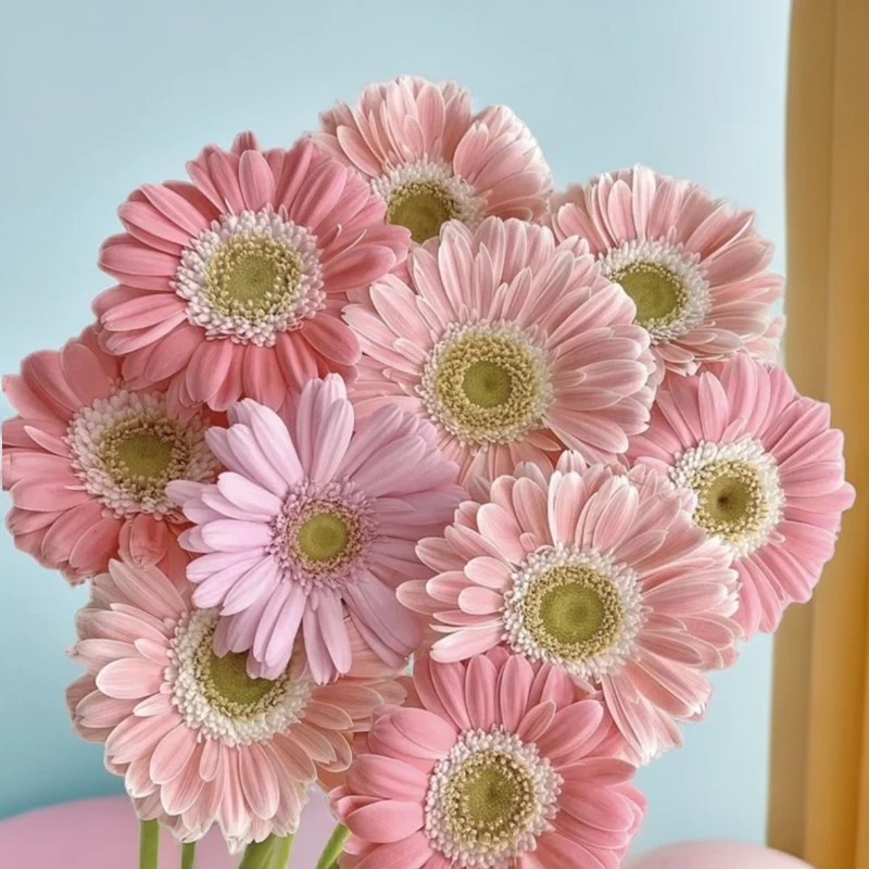 沈阳小雨花坊迷你弗朗非洲菊颜色快递品种发货销售需要订单