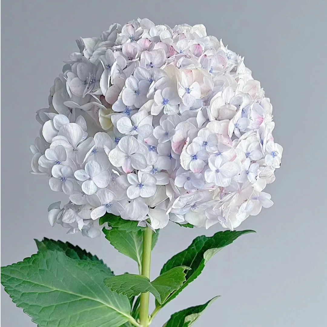 沈阳小雨花坊绣球莫奈花园