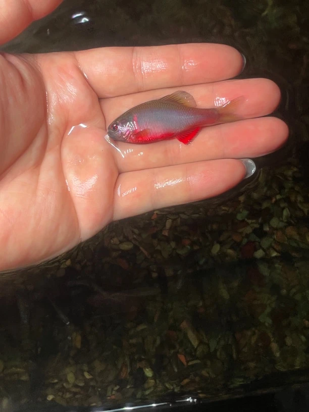 西南火山鰟鲏淡水鱼