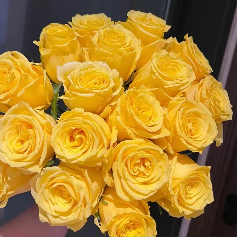 花知述园艺金枝玉叶四季玫瑰月季花树苗常年开花植物庭院阳台可养