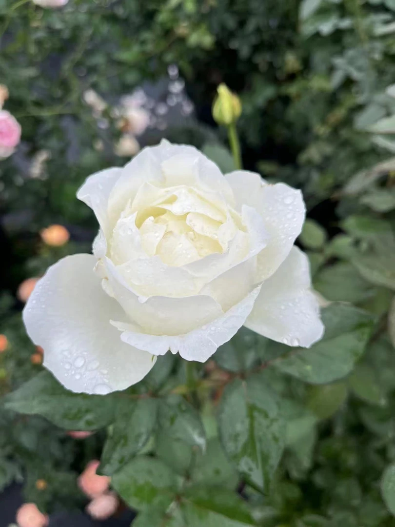 花知述 白勃艮第 大花勤花抗病阳台庭院月季盆栽