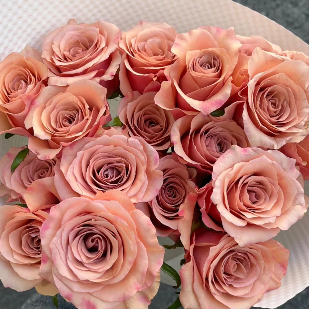 【成都仓】花知述  莫泊 好养大花浓香花卉月季盆栽玫瑰树花苗