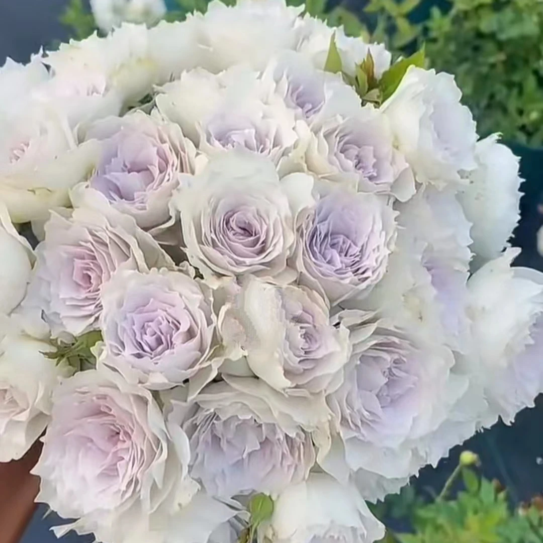 花知述 加百列大天使 灰紫色带美人尖浓香阳台庭院灌木月季盆栽