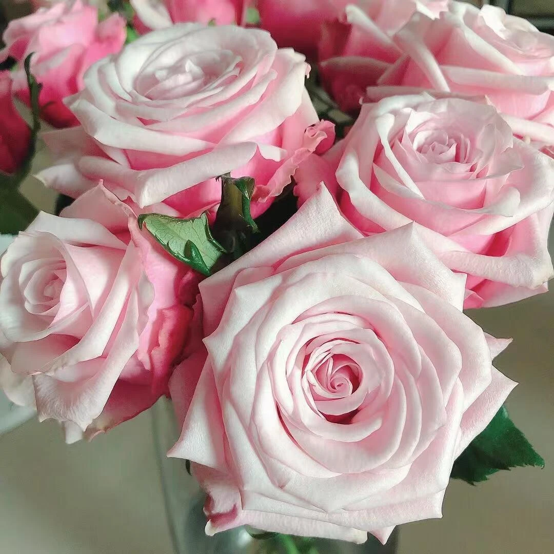 花知述园艺珍珠项链四季玫瑰月季花树苗常年开花植物庭院阳台可养