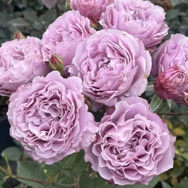 花知述园艺蜻蜓四季玫瑰月季花树苗常年开花植物庭院阳台可养