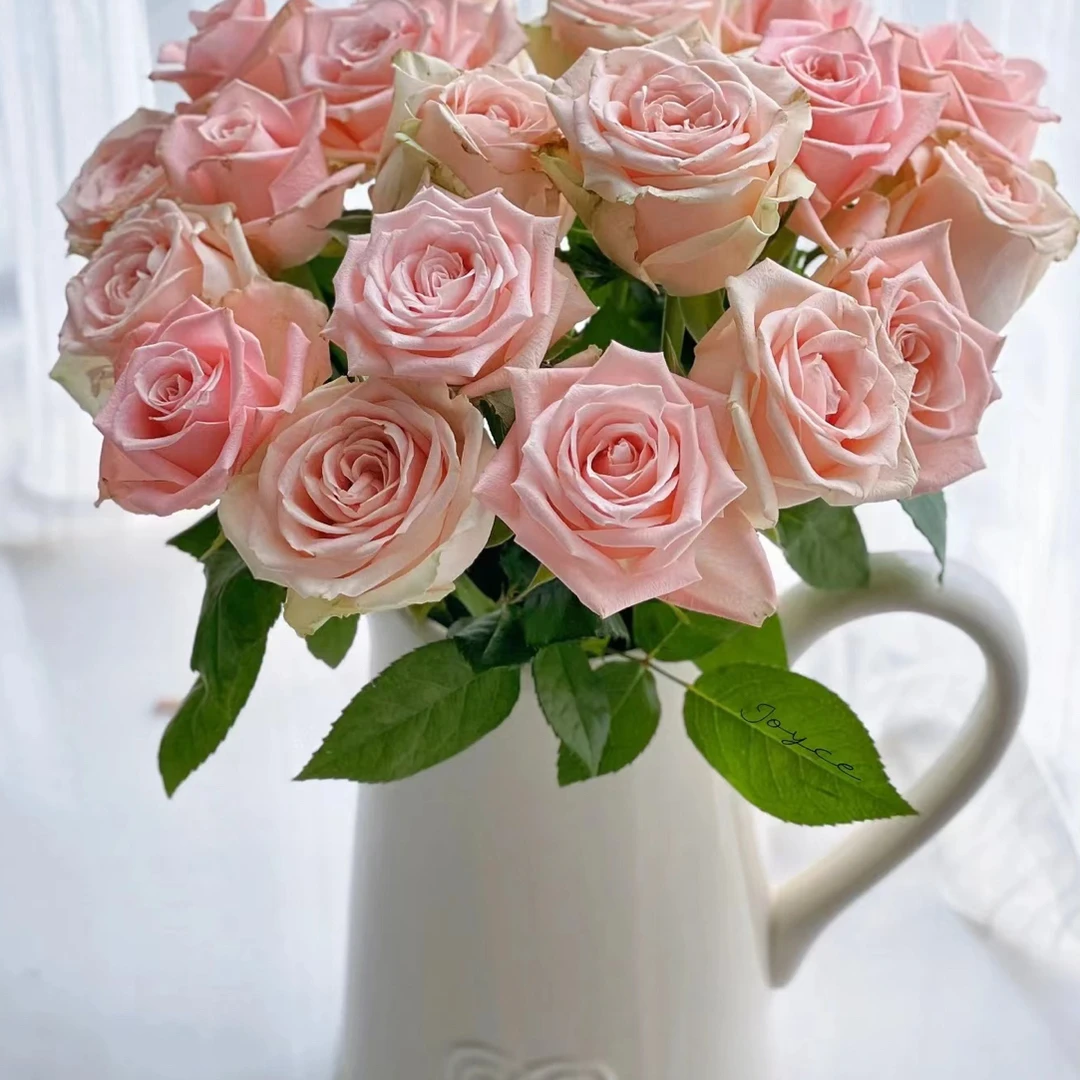 【云南仓】花知述烟雨海棠切花大花抗病四季花开月季盆栽玫瑰花