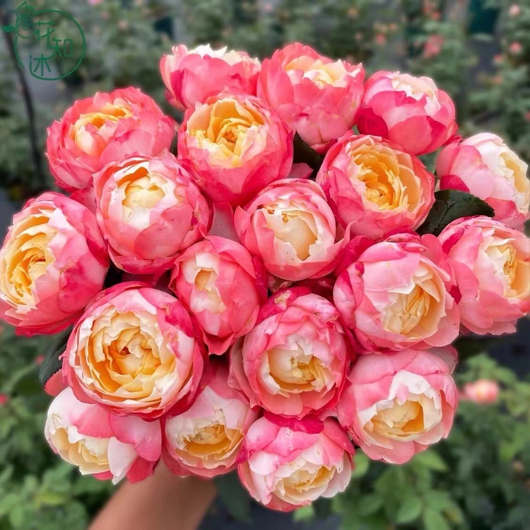 花知述园艺苹果运气四季玫瑰月季花树苗常年开花植物庭院阳台可养