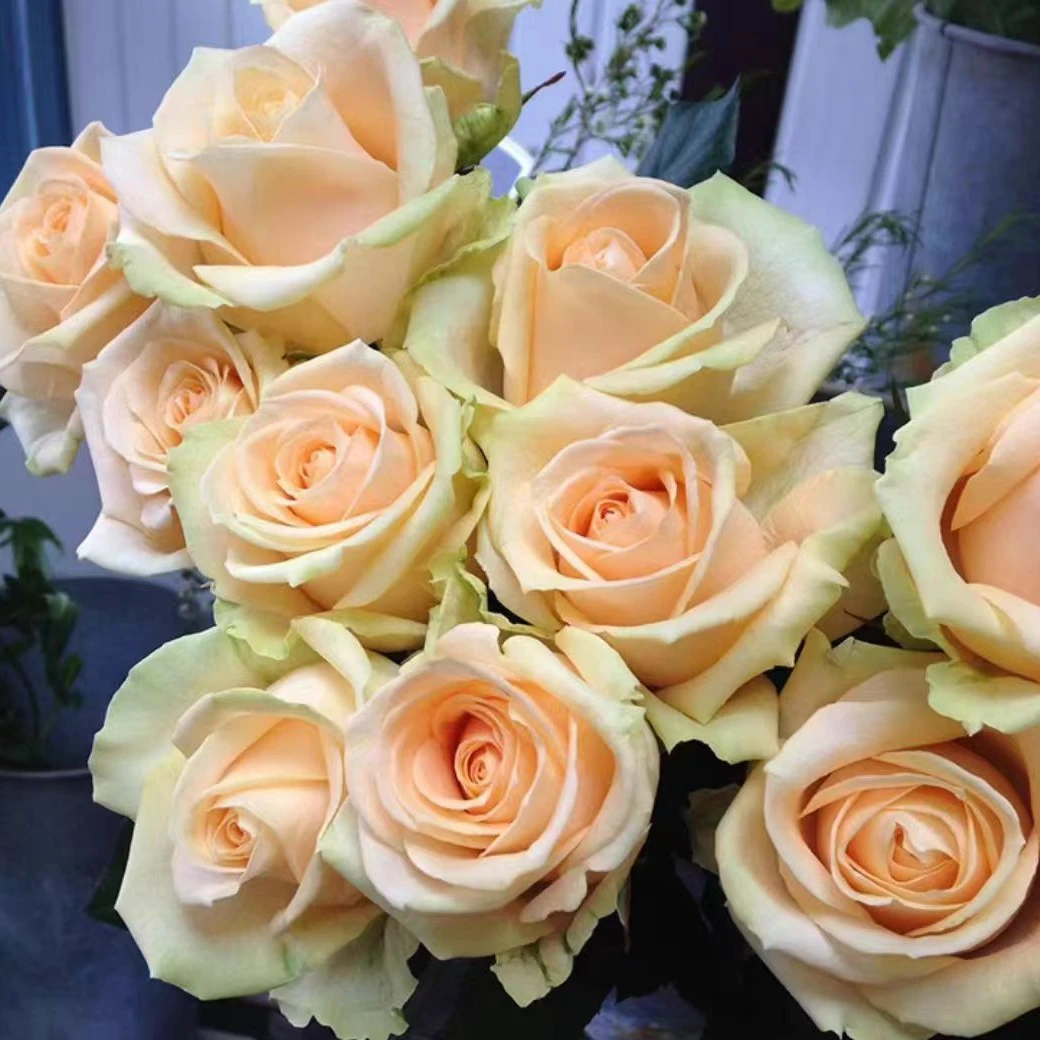 花知述园艺蜜桃雪山四季玫瑰月季花树苗常年开花植物庭院阳台可养