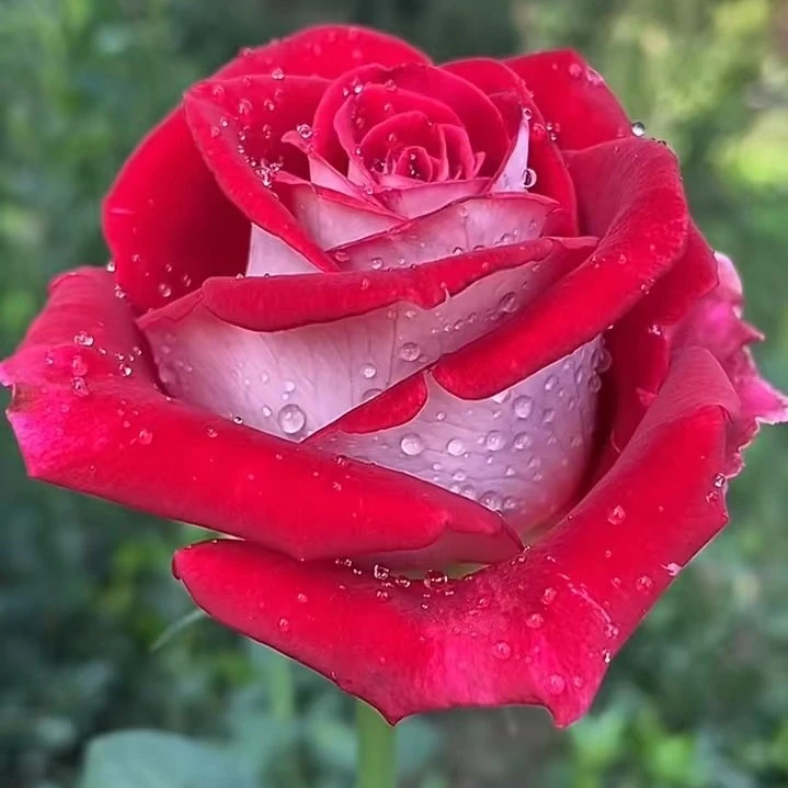 花知述园艺情书四季玫瑰月季花树苗常年开花植物庭院阳台可养