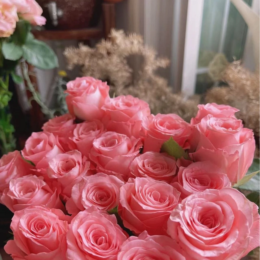花知述园艺戴安娜四季玫瑰月季花树苗常年开花植物庭院阳台可养