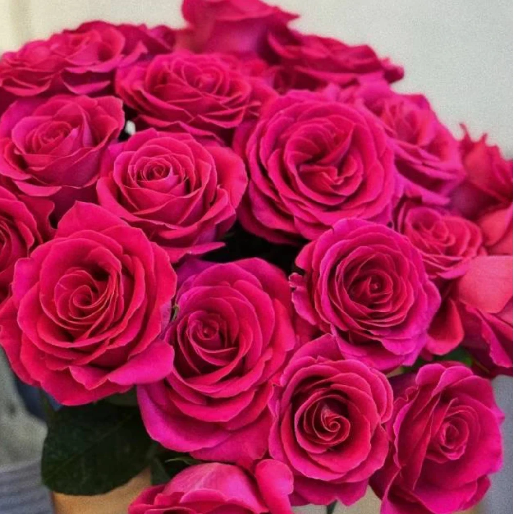 花知述园艺弗洛伊德四季玫瑰月季花树苗常年开花植物庭院阳台可养