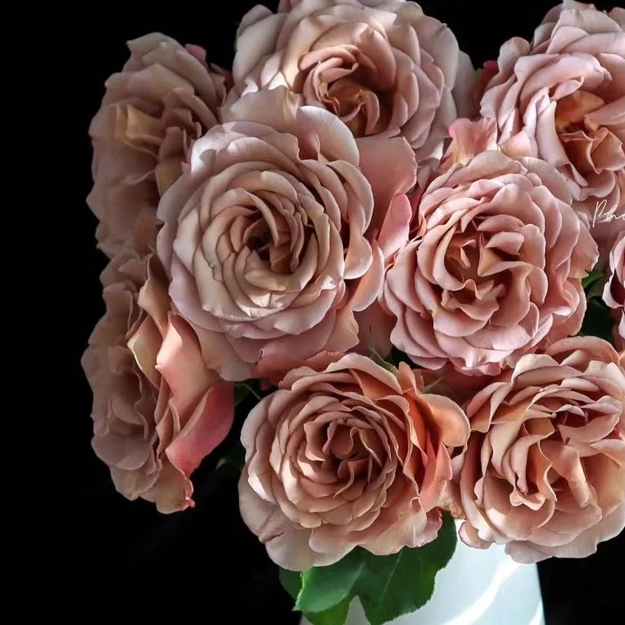 【成都仓】花知述 可可洛可 耐热抗病勤花盆栽月季玫瑰花树苗