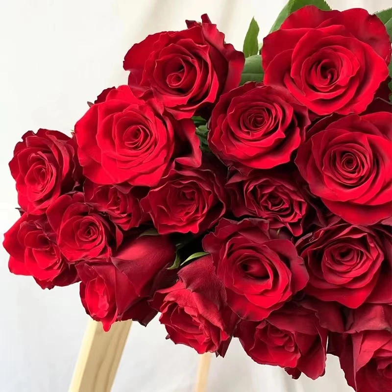 花知述园艺罗德斯四季玫瑰月季花树苗常年开花植物庭院阳台可养