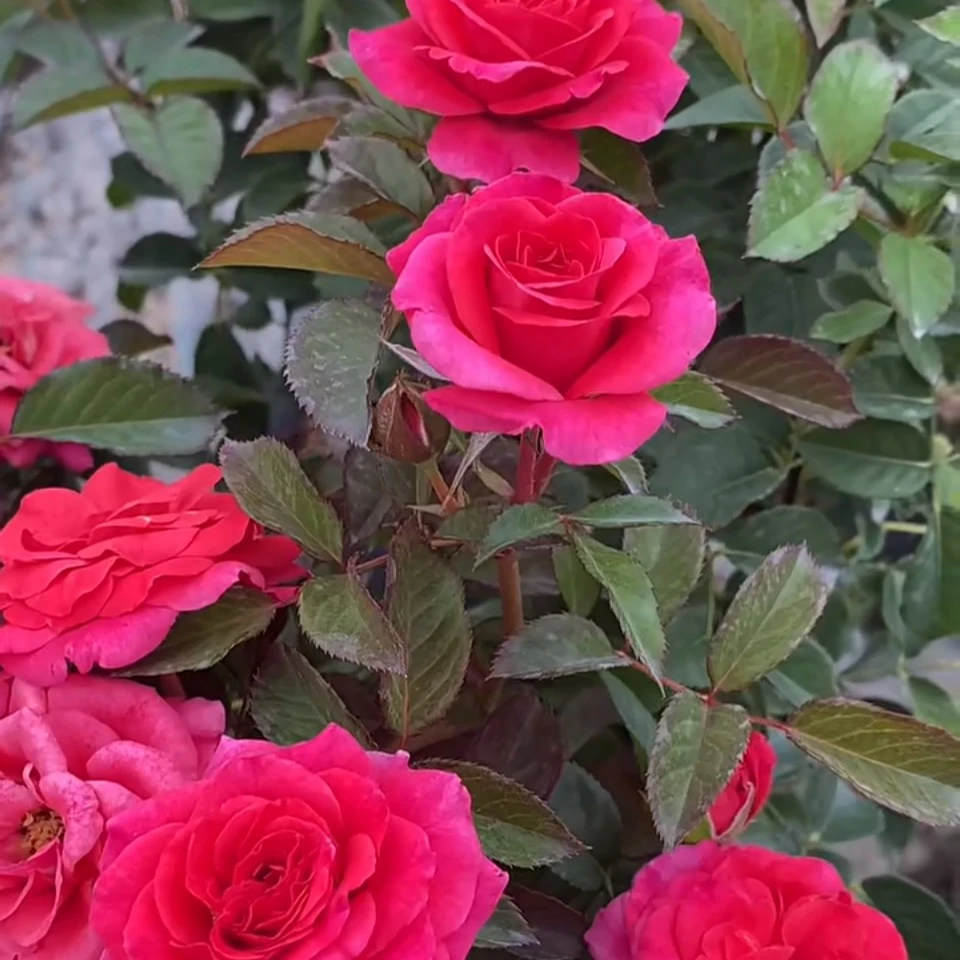 花知述园艺樱桃阳台棒棒糖抗病复花快阳台灌木四季花开月季盆栽