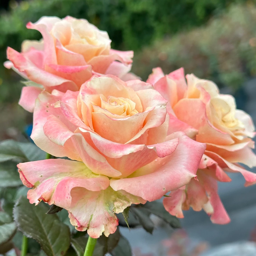 花知述园艺楼兰四季玫瑰月季花树苗常年开花植物庭院阳台可养