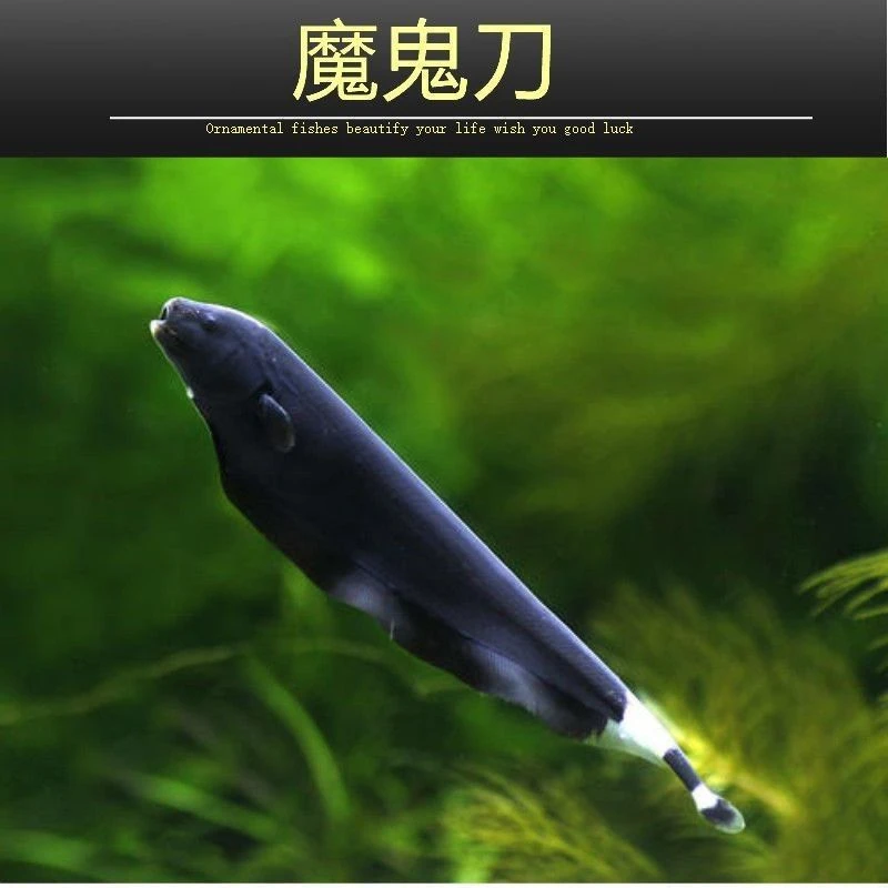 魔鬼刀鱼黑魔鬼鱼黑羽毛鱼线翎热带观赏鱼温顺可混养淡水观赏鱼