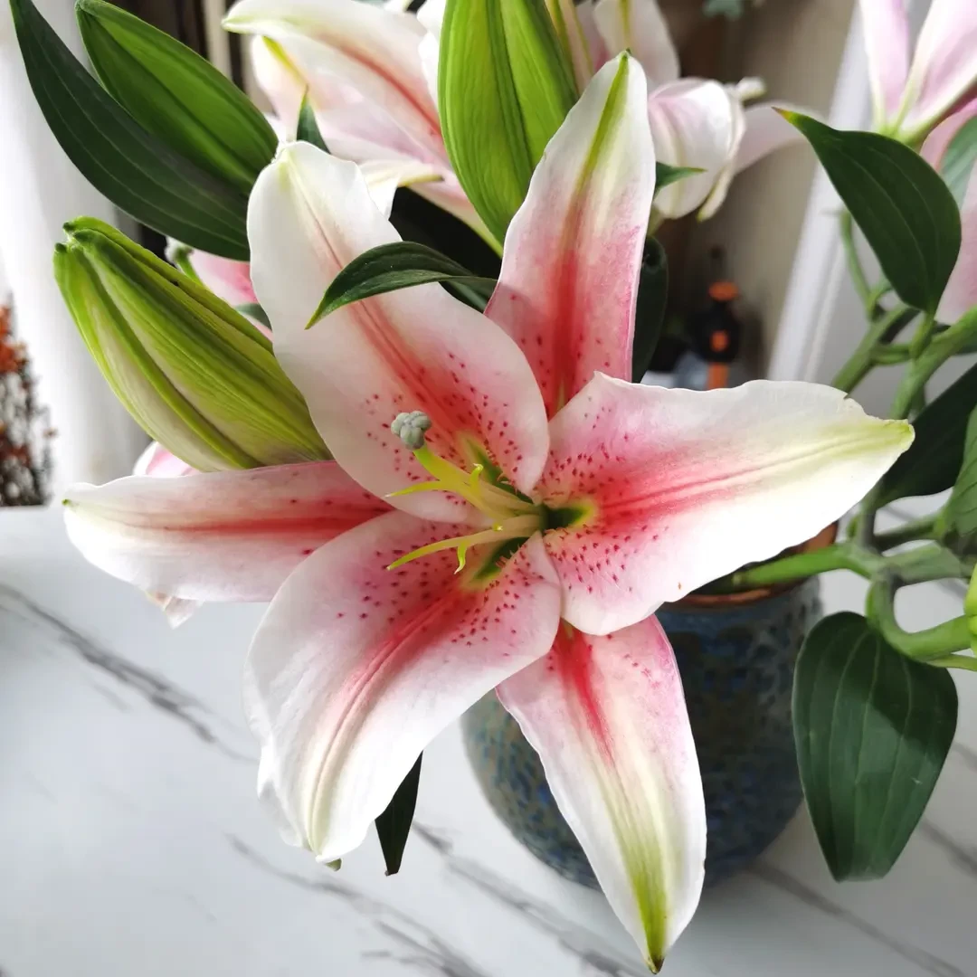 索尔邦百合云南百合基地直发水养瓶插花束鲜切花顺丰冷链香水百合