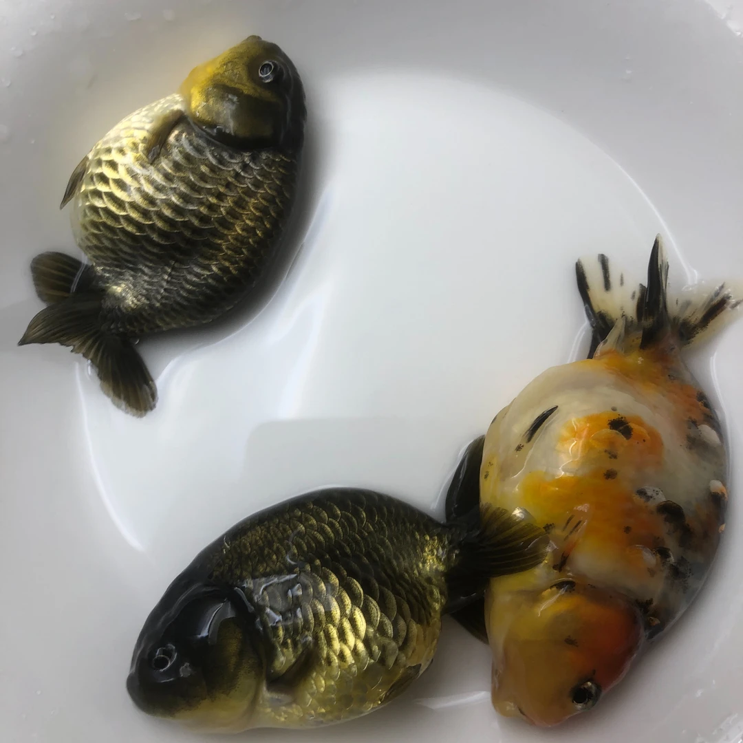 泰寿金鱼1条 兰寿金鱼观赏鱼金鱼冷水鱼观赏鱼