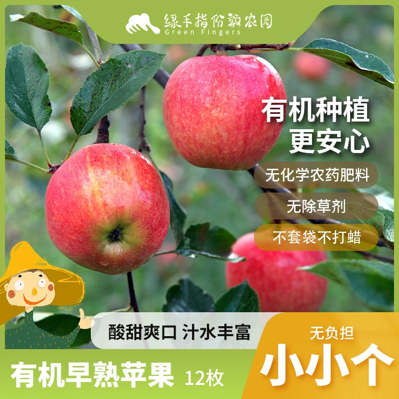 有机早熟苹果 2kg 绿手指有机农园
