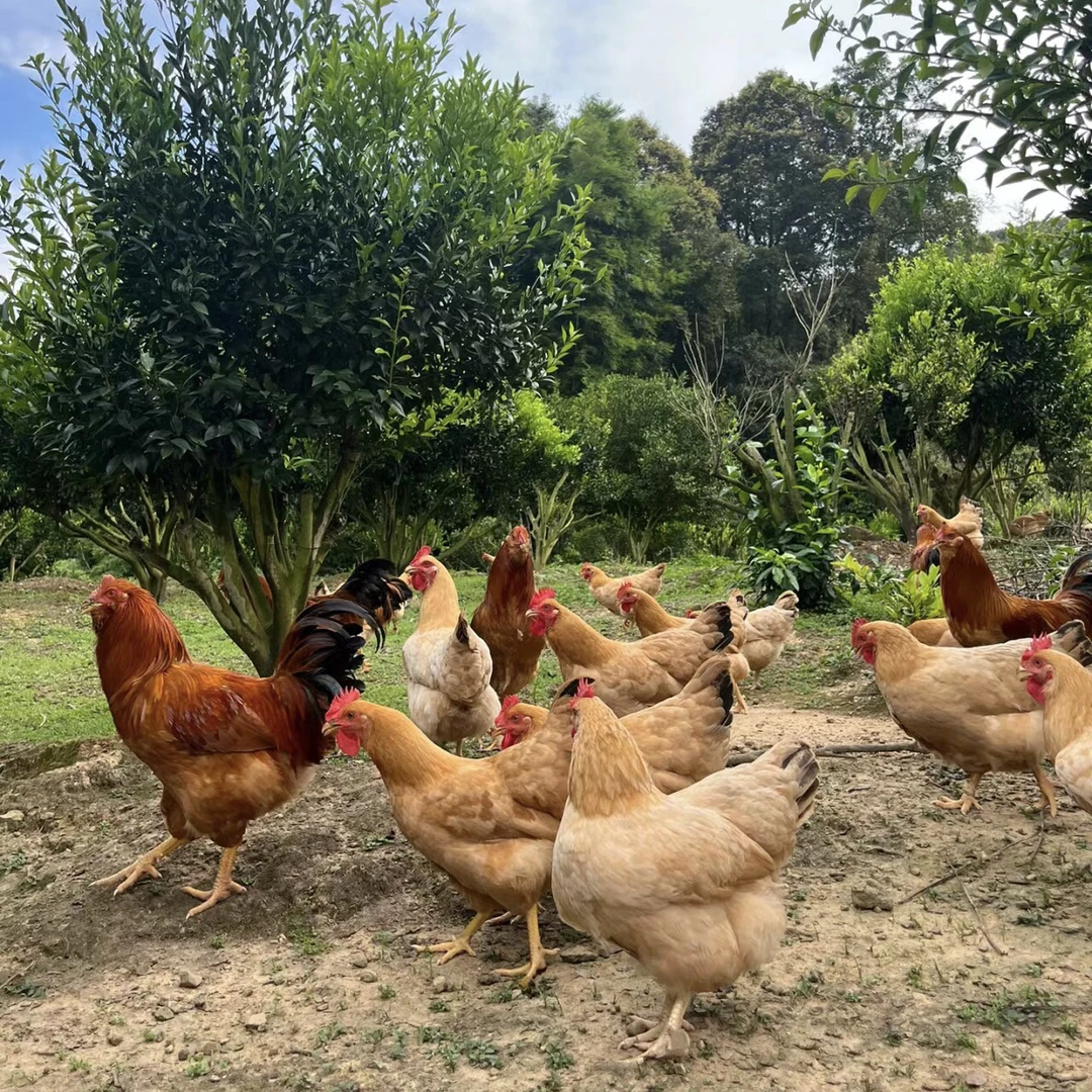 从化本地跑山 农家 又鸟