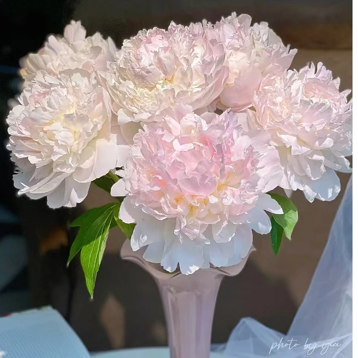 【羞涩女王】新号开播福利，芍药一年原棵苗，三到五芽点，