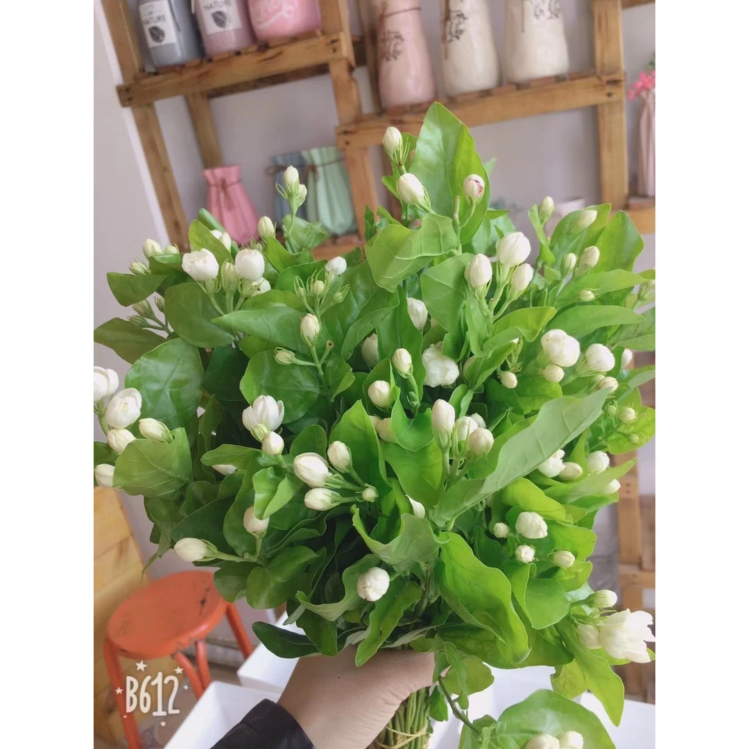 短杆茉莉花一把云南   基地鲜花   基地直发