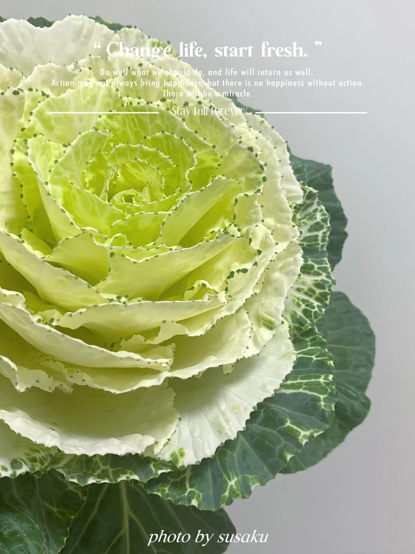 白色叶牡丹一支 云南基地   鲜花    水养