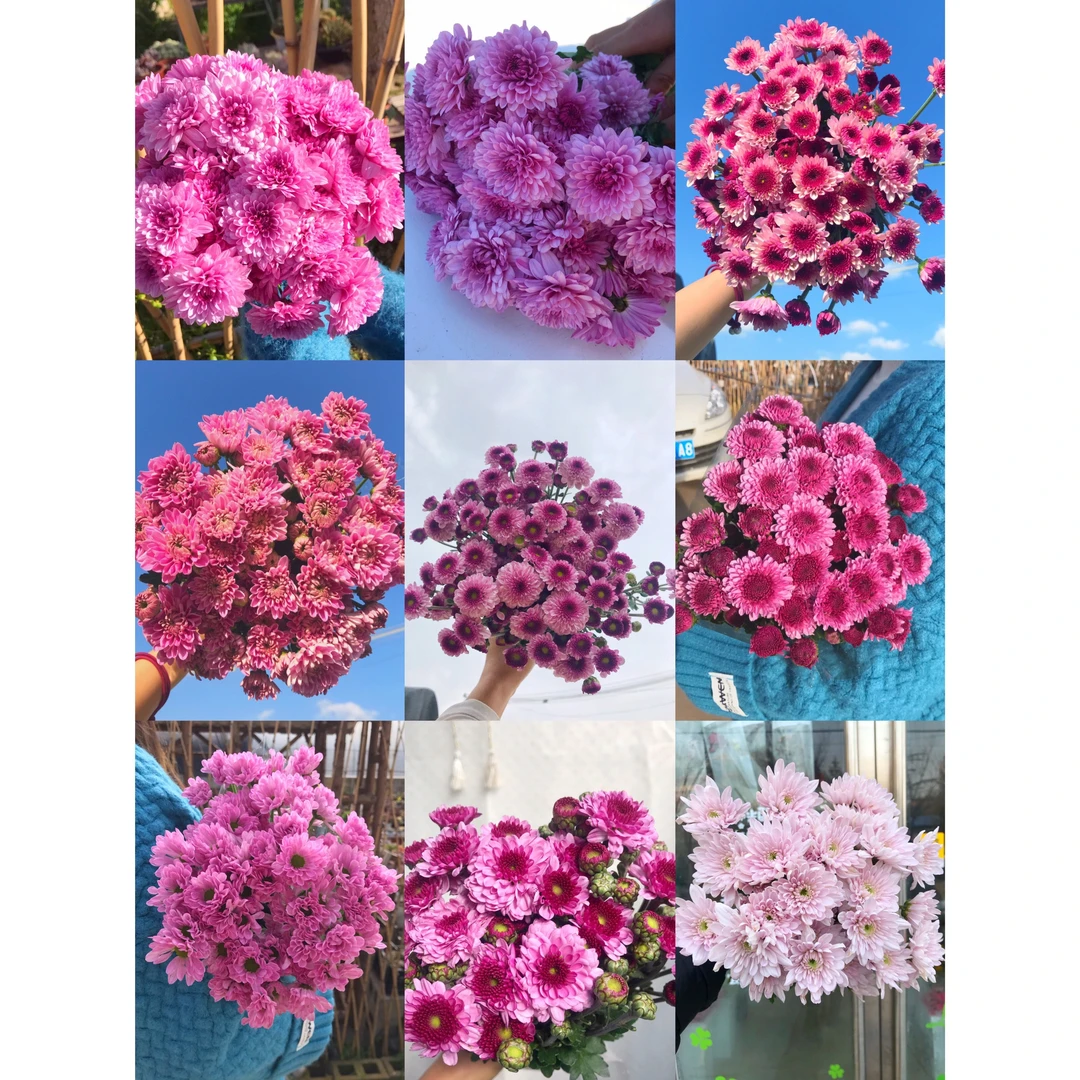 粉紫混色小雏菊一把    云南基地鲜花 家养 水养