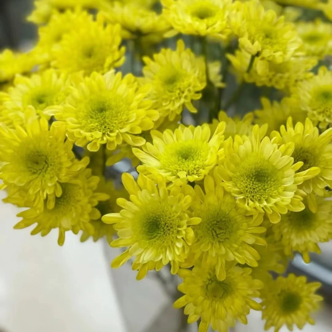 瑞黄小雏菊一把 (8到10支) 鲜花自选 自由搭配 云南基地