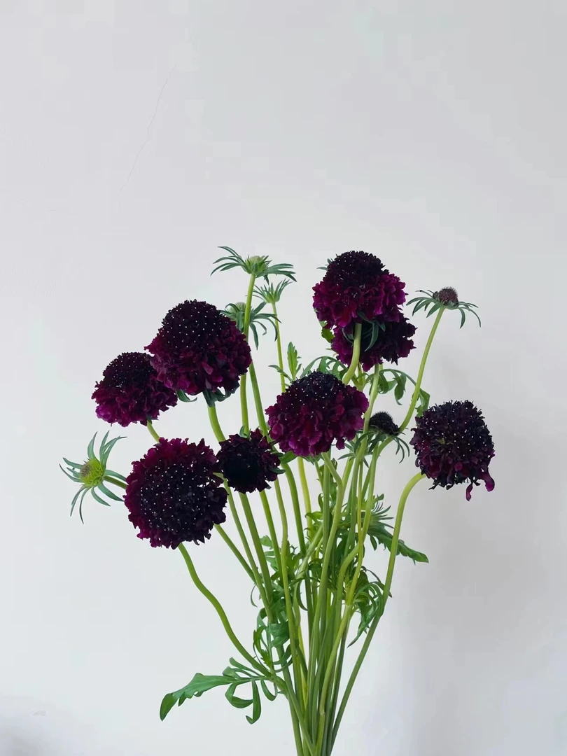 【买一送一】黑紫色松虫草   云南     基地  鲜花  直发