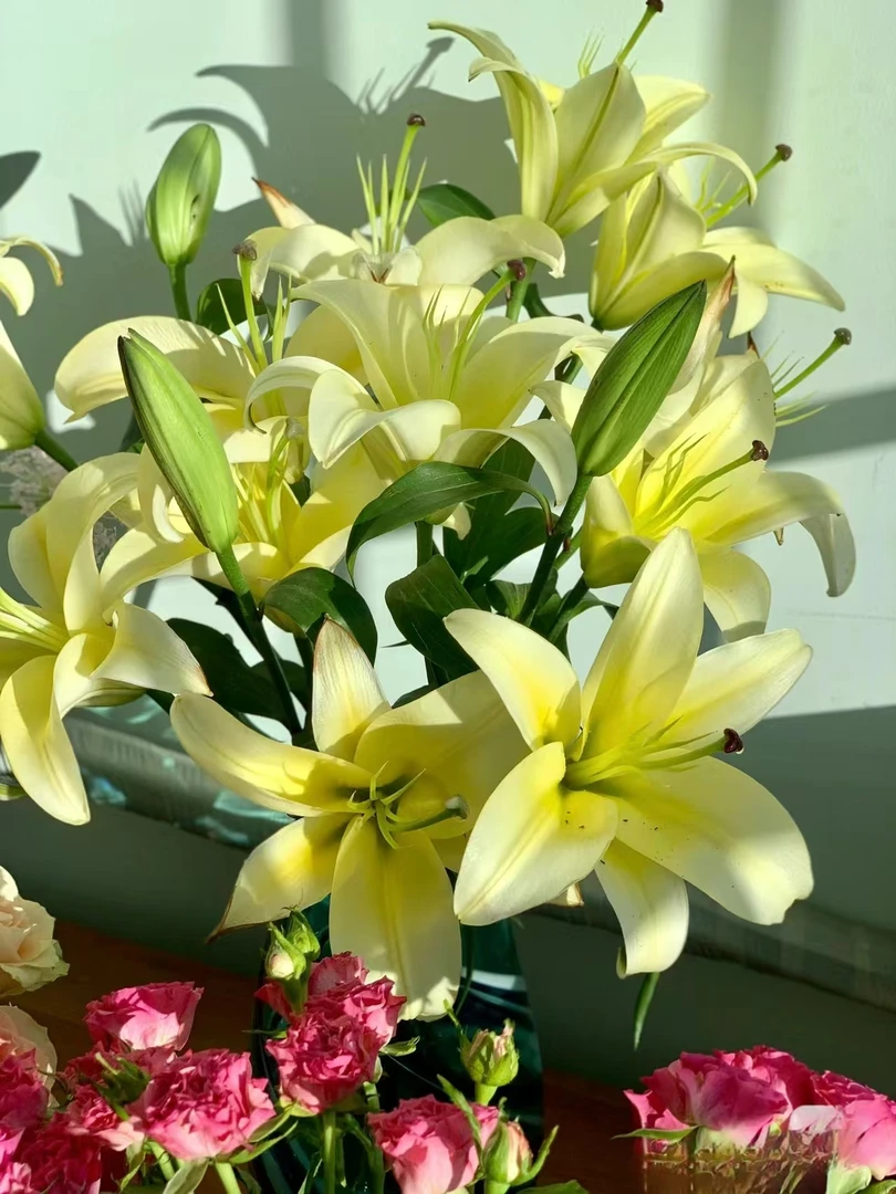 黄金甲百合一头/二头/三头    云南基地鲜花 家养    水养