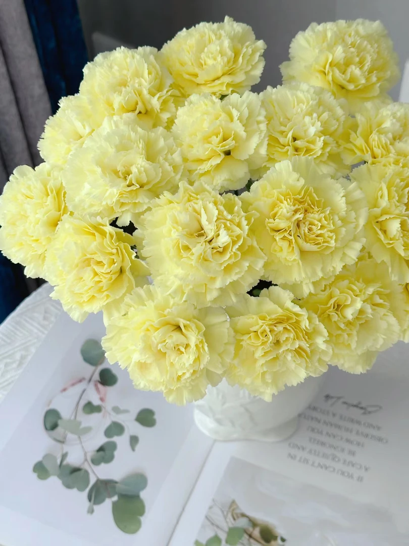 奶油黄色单头康乃馨20 支  云南基地鲜花   家养    水养