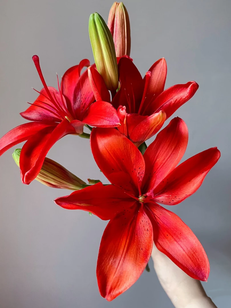 一头红宝石无香小头亚百合10支  云南基地鲜花  家养
