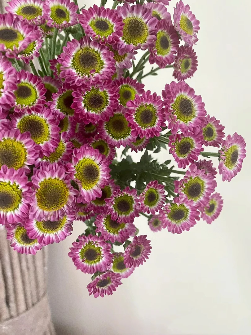倒霉熊小雏菊一把      云南基地鲜花 家养 水养