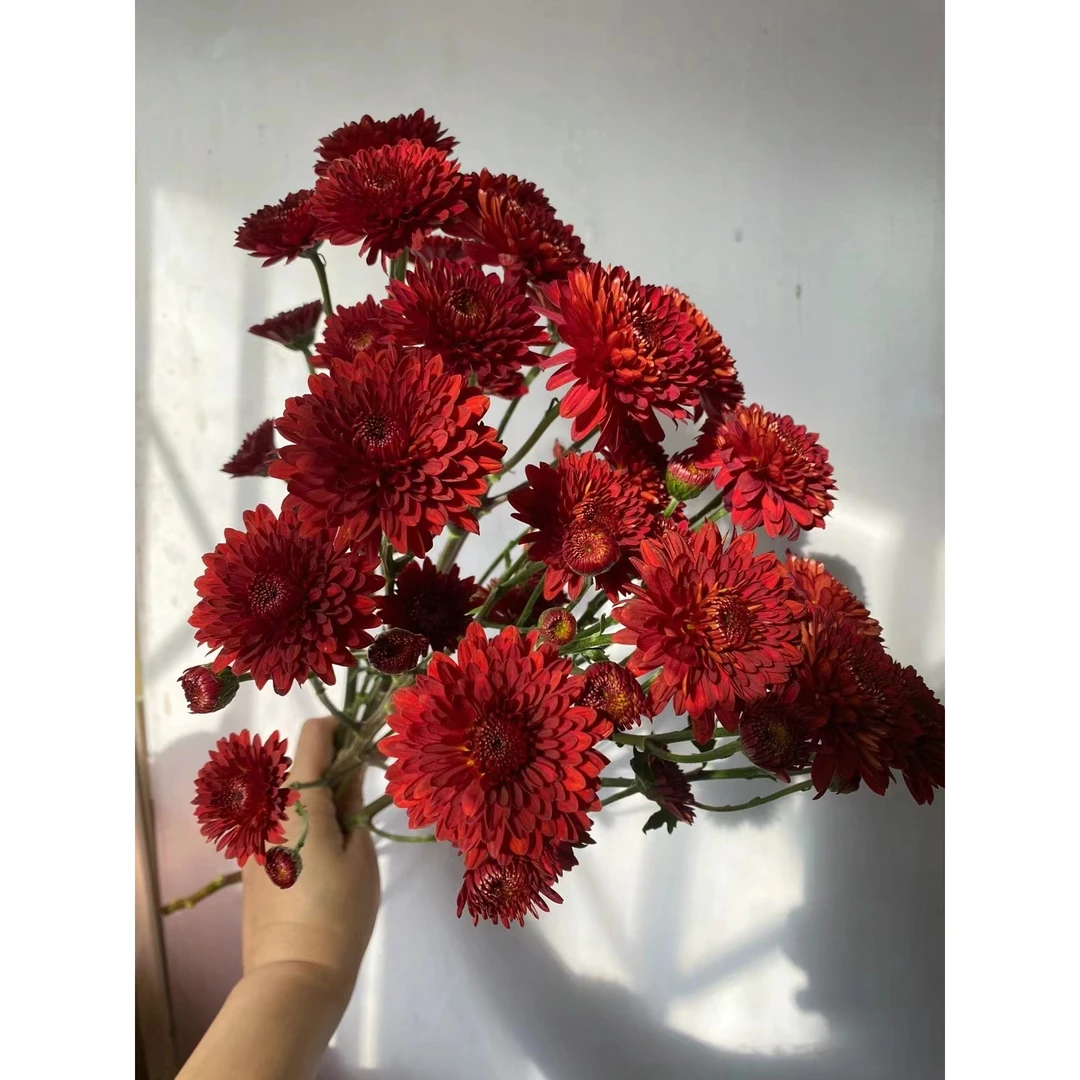 都市红小雏菊一把云南基地鲜花 家养 水养