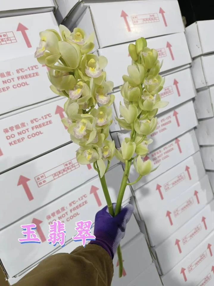 玉翡翠大花蕙兰一支  云南     基地  鲜花  直发