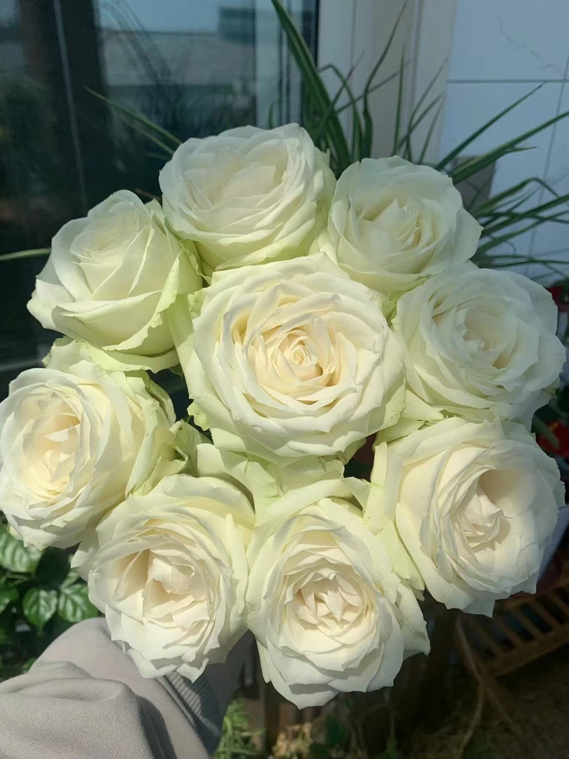 【买一送一】方德星荷雪山玫瑰  白玫瑰 土栽培花期长云南鲜花直发