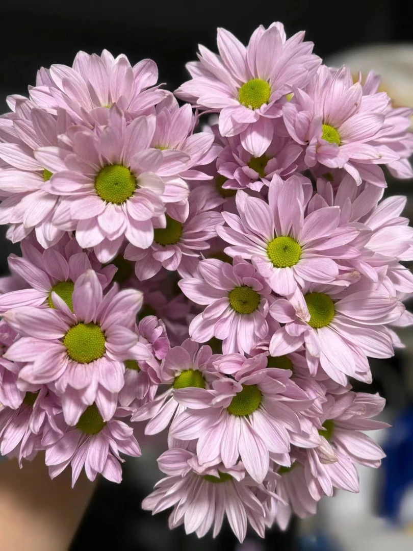 粉色三文鱼小雏菊一把（8到10支）   云南基地鲜花   家养    水养