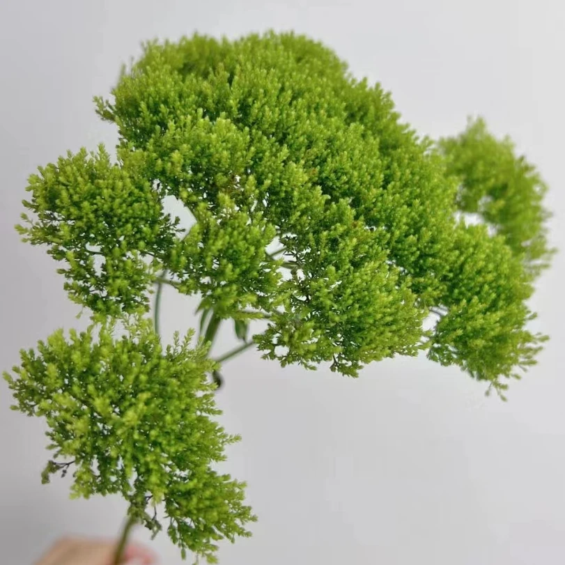 【买一送一】绿色夕雾草一把 云南 基地 鲜花 水养 家养