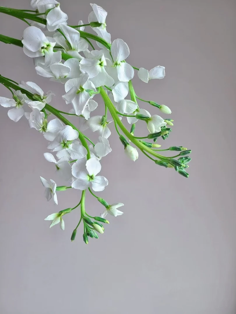 白色单瓣香香紫罗兰20支 云南基地鲜花 家养 水养