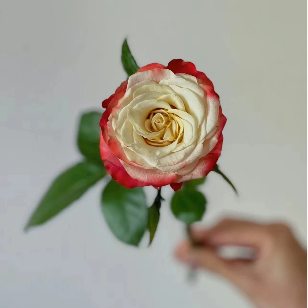 C级华尔琪玫瑰10支    云南基地鲜花   基地直发