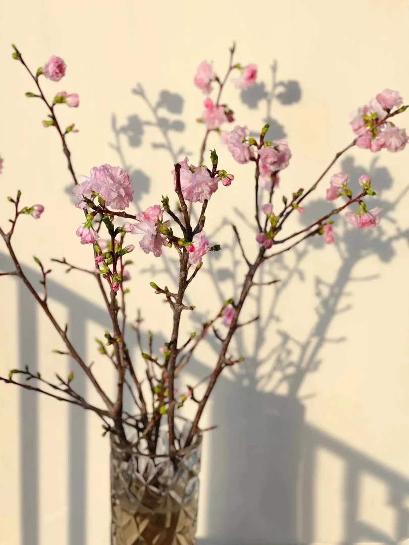 【买一送一】干支樱花 枯木逢春 遇水开花发芽 带芽发货/懒人植物