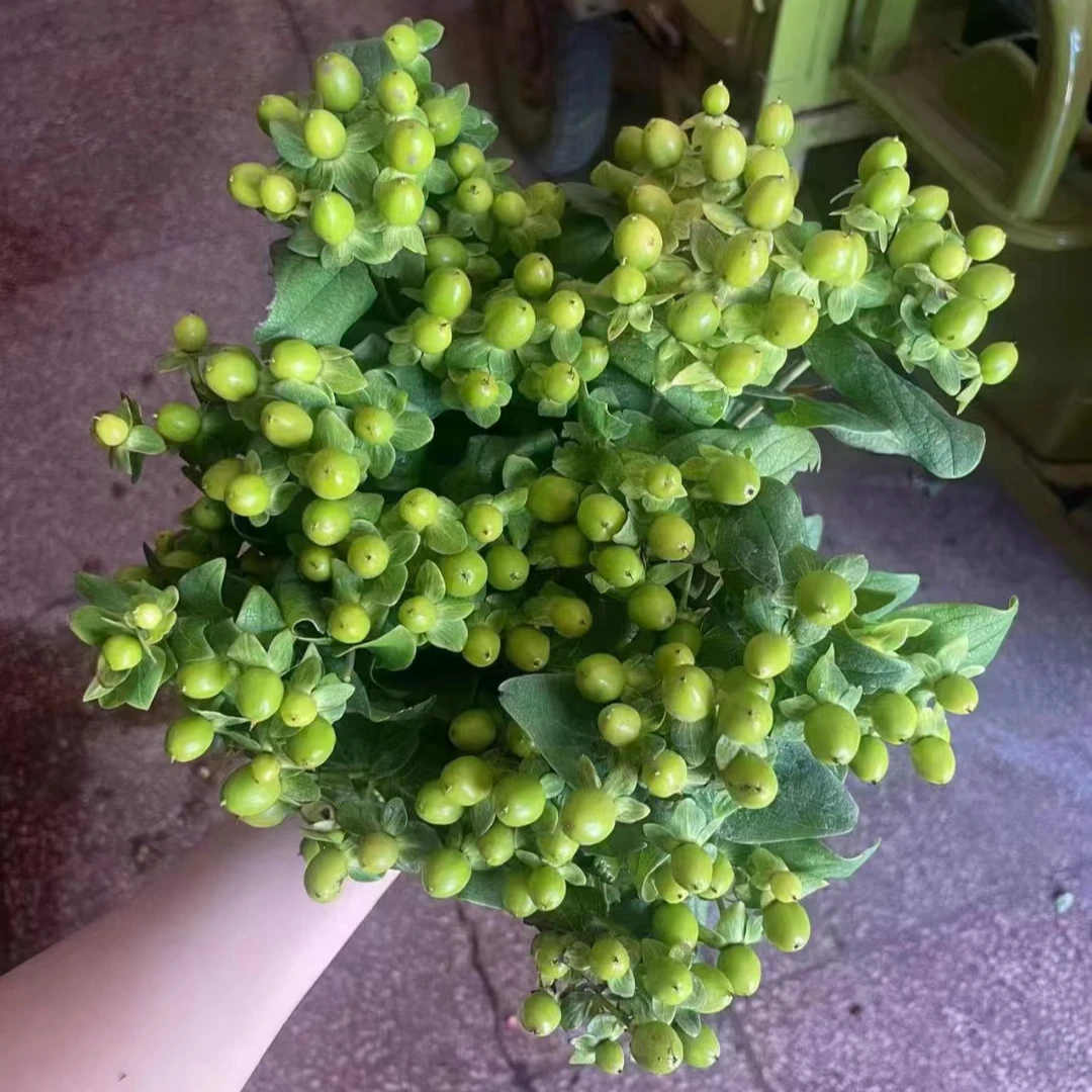 【现场挑花】绿豆一大把   云南基地  鲜花   水养家养